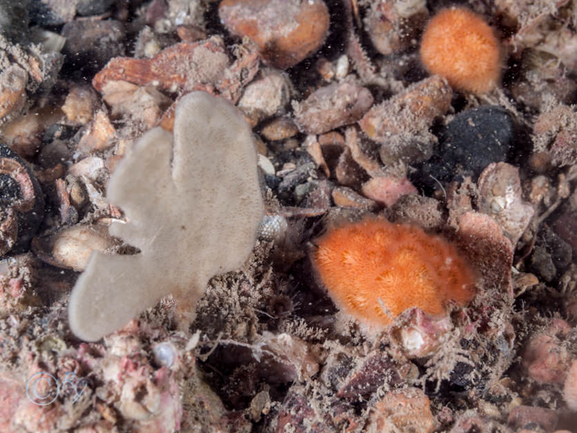Cellepora pumicosa -- orange pumice bryozoan, Flustra foliacea -- hornwrack