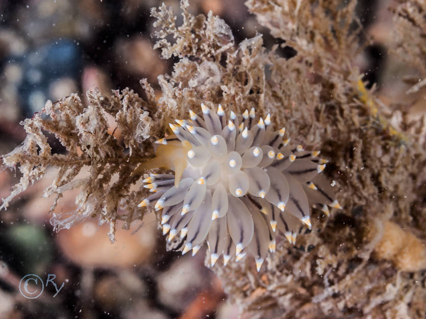 Eubranchus tricolor