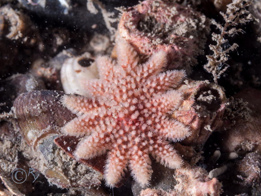 Crossaster papposus -- common sunstar