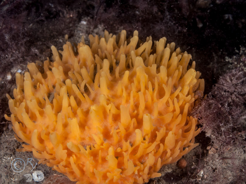 Polymastia boletiformis -- yellow hedgehog sponge