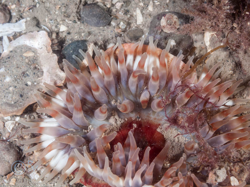 Urticina felina -- dahlia anemone