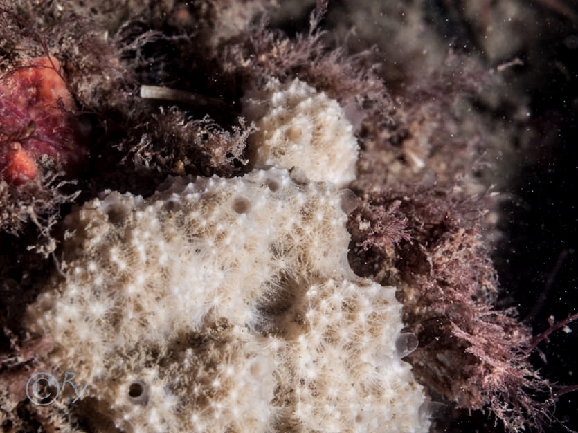 Dysidea fragilis -- goosebump sponge