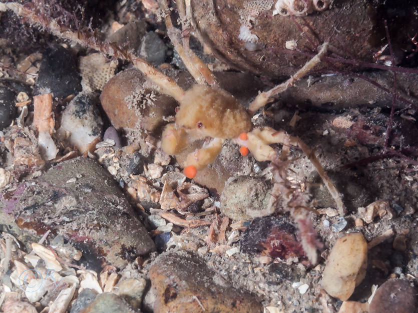 Inachinae -- small spindly or sponges spider crabs- not identified to species