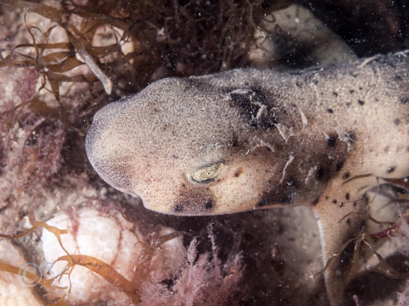 Scyliorhinus canicula -- smallspotted catshark