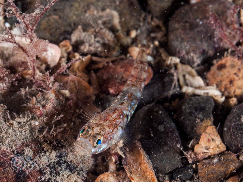 Pomatoschistus pictus -- painted goby