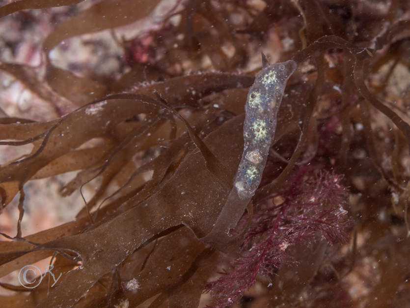 Botryllus schlosseii -- star sea squirt, Dictyota dichotoma -- brown fan weed
