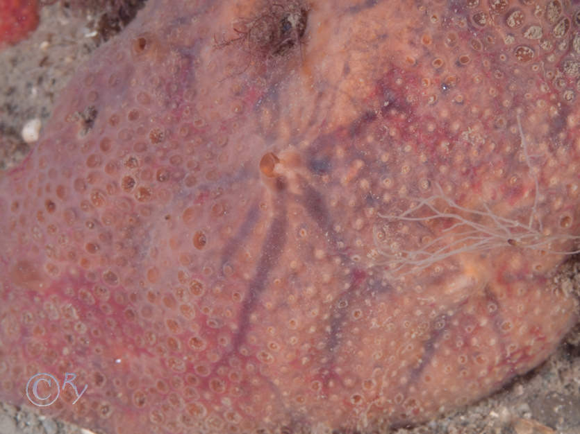 Phorbas fictitius -- red crater sponge
