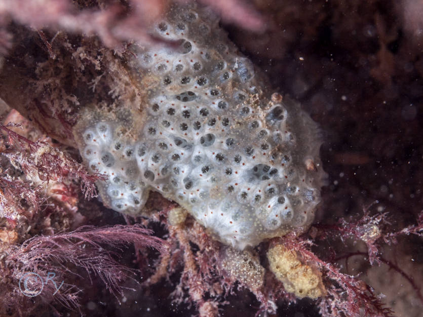 Botryllus schlosseii -- star sea squirt