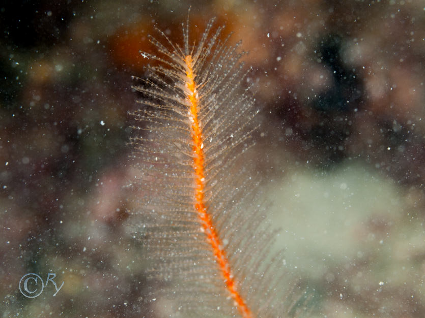 Nemertesia antennina -- antenna hydroid  sea beard