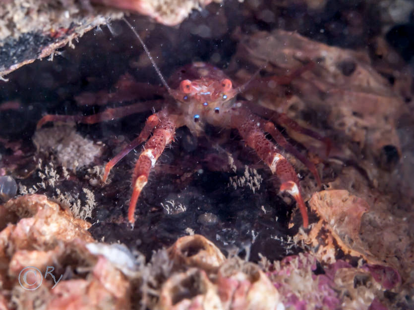 Galatheidae -- squat lobsters-not identified to species