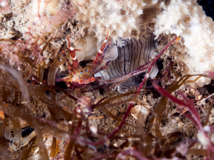 Galatheidae -- squat lobsters-not identified to species, Prostheceraeus vittatus -- candy striped flat worm
