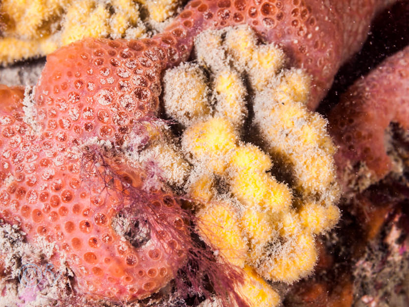 Phorbas fictitius -- red crater sponge, Stelligera rigida