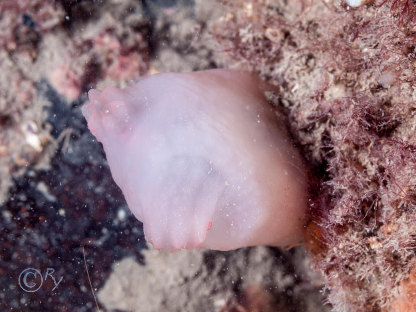 Ascidia virginea -- pink edged sea squirt