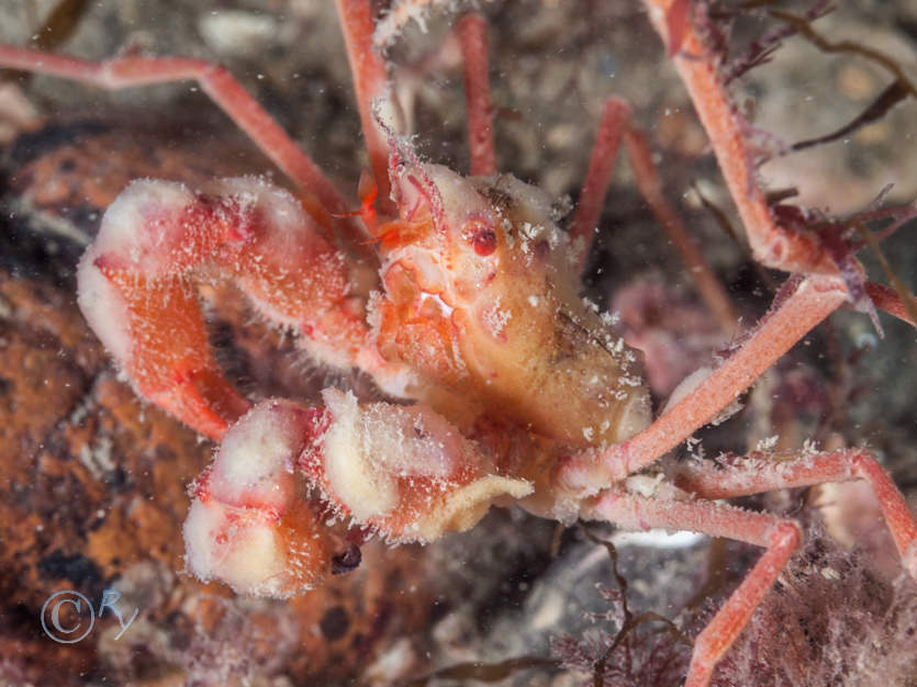 Inachinae -- small spindly or sponges spider crabs- not identified to species