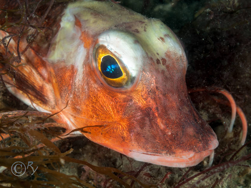 Aspitrigla cuculus -- red gurnard