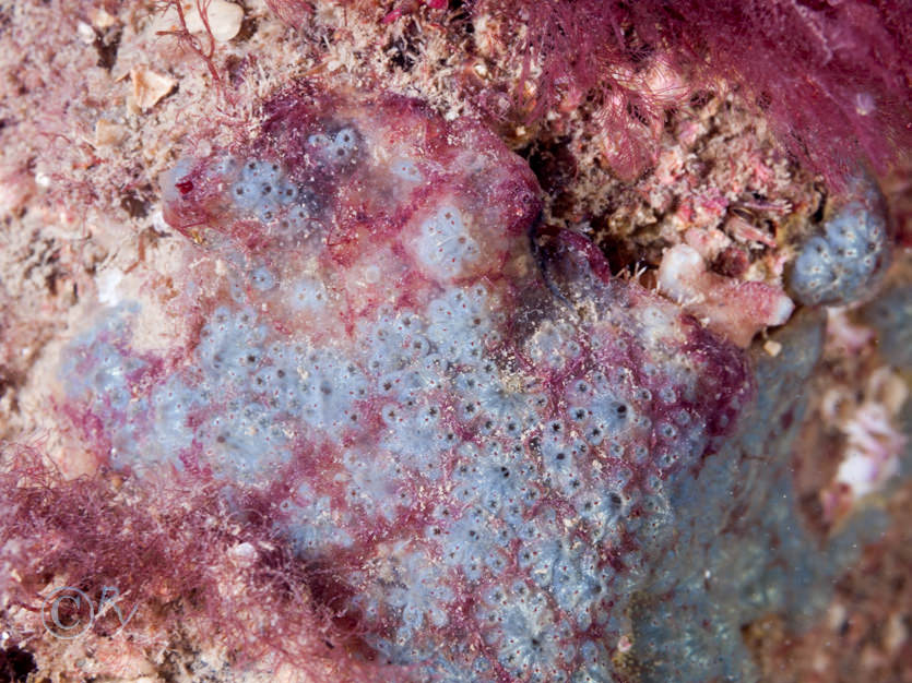 Botryllus schlosseii -- star sea squirt