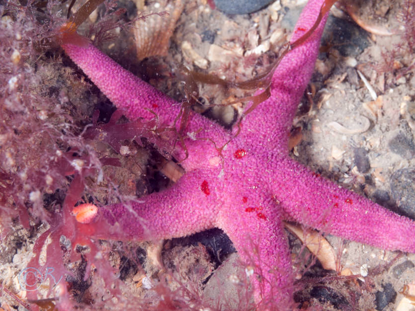 Henricia oculata  or sanguinolenta -- bloody Henry