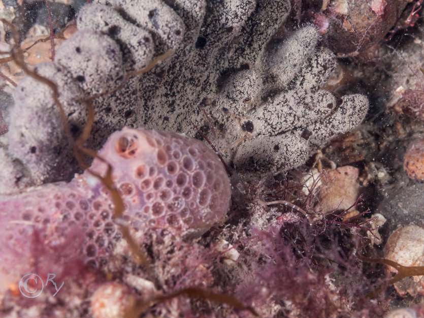 Hemimycale columella -- crater sponge, Raspailia ramosa -- chocolate finger sponge