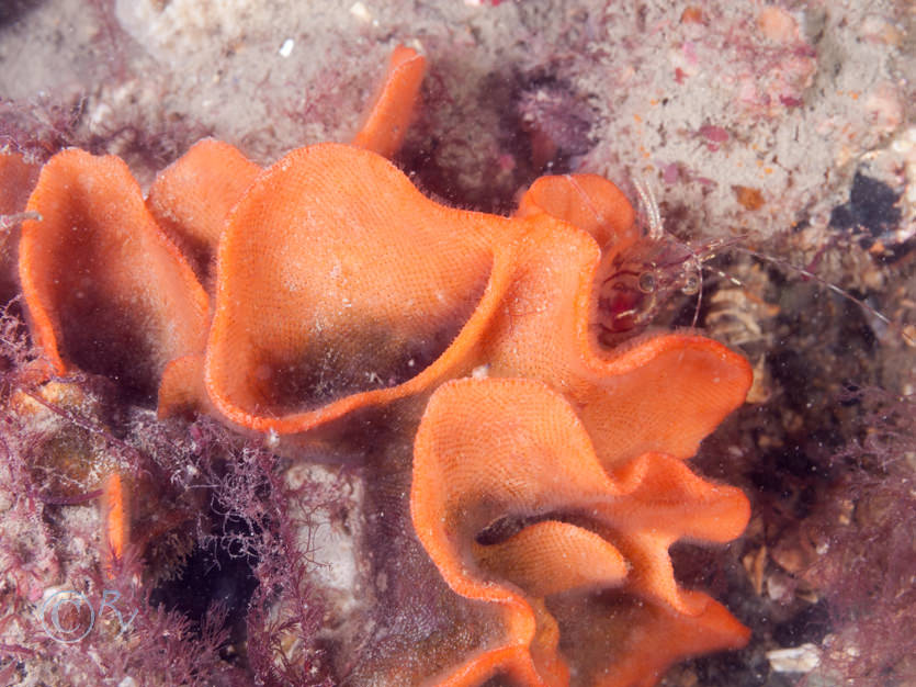 Pandalus montagui -- humpback prawn, Pentapora foliacea -- potato crisp bryozoan