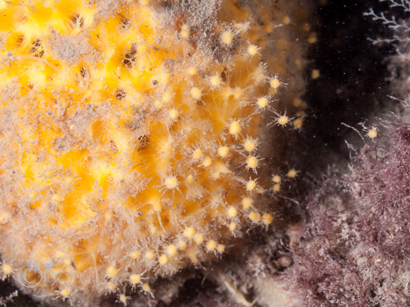 Tethya citrina  -- golf ball sponge