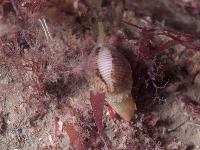 Trivia arctica -- Arctic cowrie