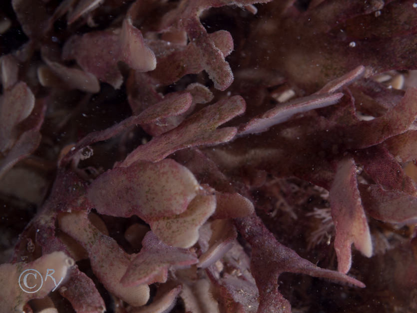 Flustra foliacea -- hornwrack