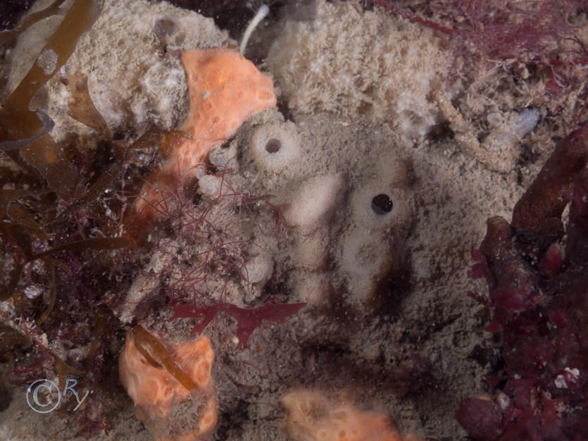 Dysidea fragilis -- goosebump sponge, Haliclona viscosa -- volcano sponge, Hemimycale columella -- crater sponge