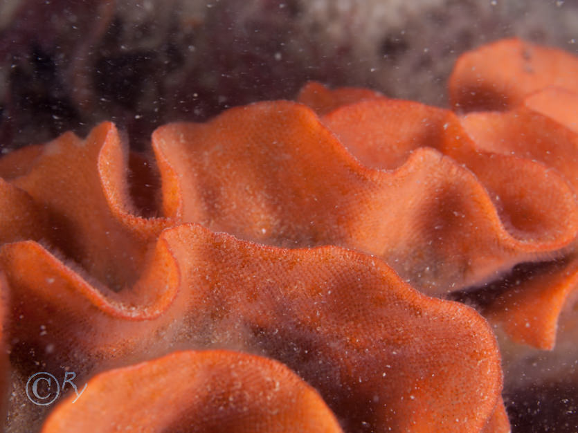 Pentapora foliacea -- potato crisp bryozoan