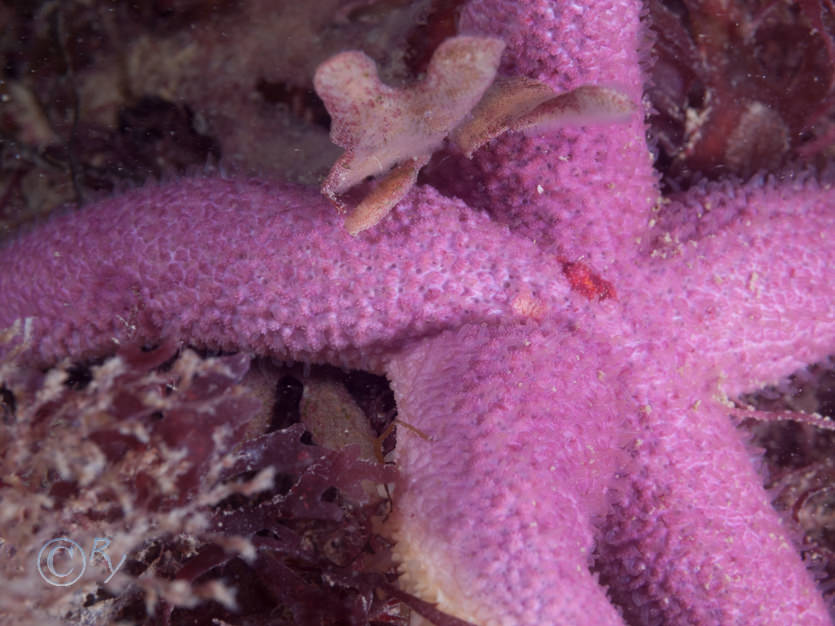 Henricia oculata  or sanguinolenta -- bloody Henry