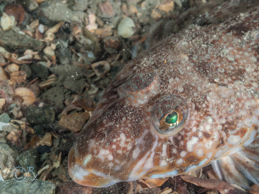 Callionymus reticulata -- reticulated dragonet