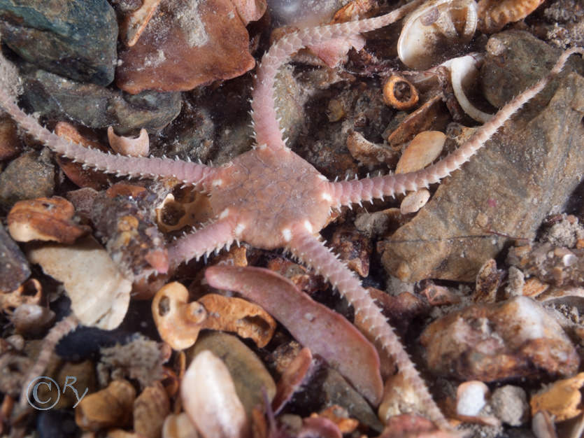 Ophiura albida -- Serpent's table brittlestar