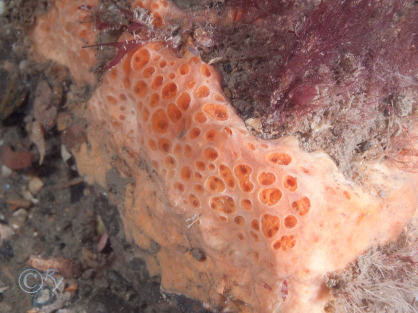 Hemimycale columella -- crater sponge