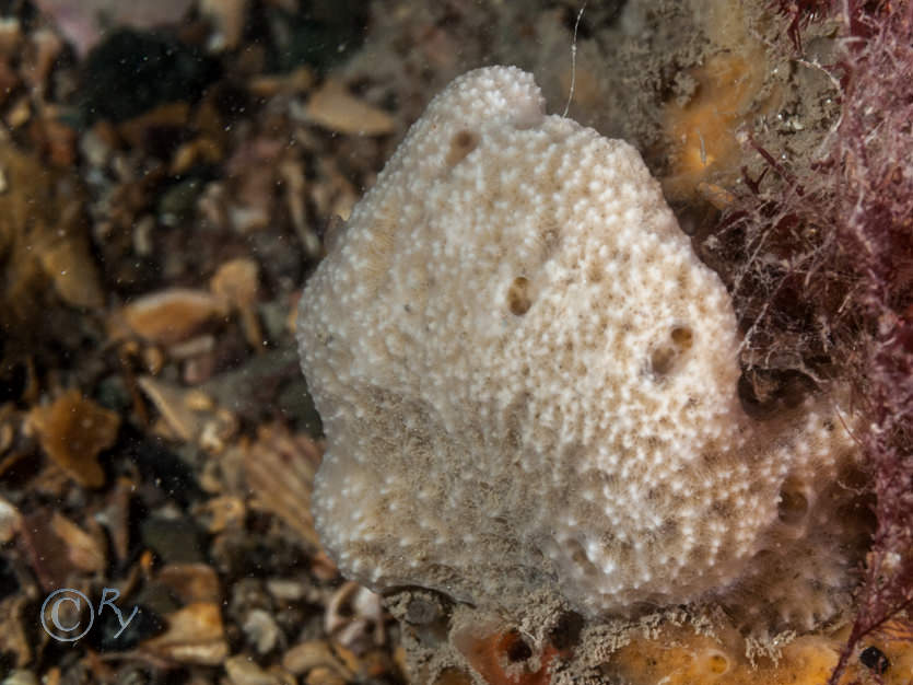 Dysidea fragilis -- goosebump sponge