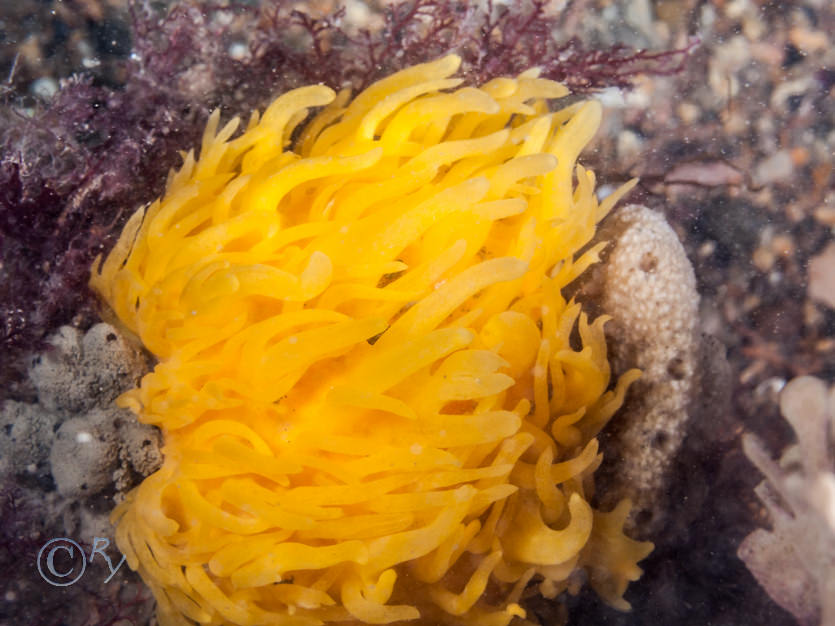 Polymastia boletiformis -- yellow hedgehog sponge