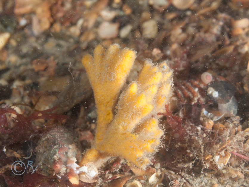 Stelligera rigida