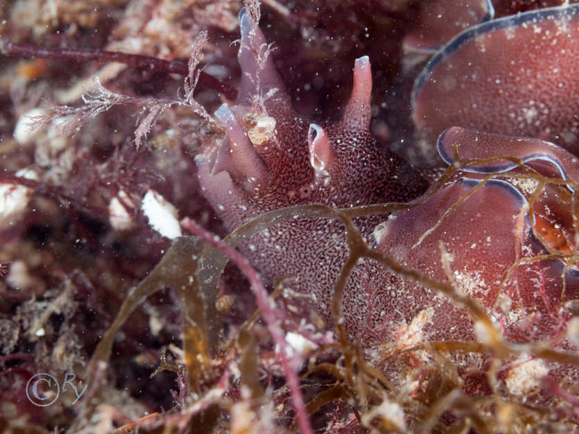 Aplysia punctata -- sea hare