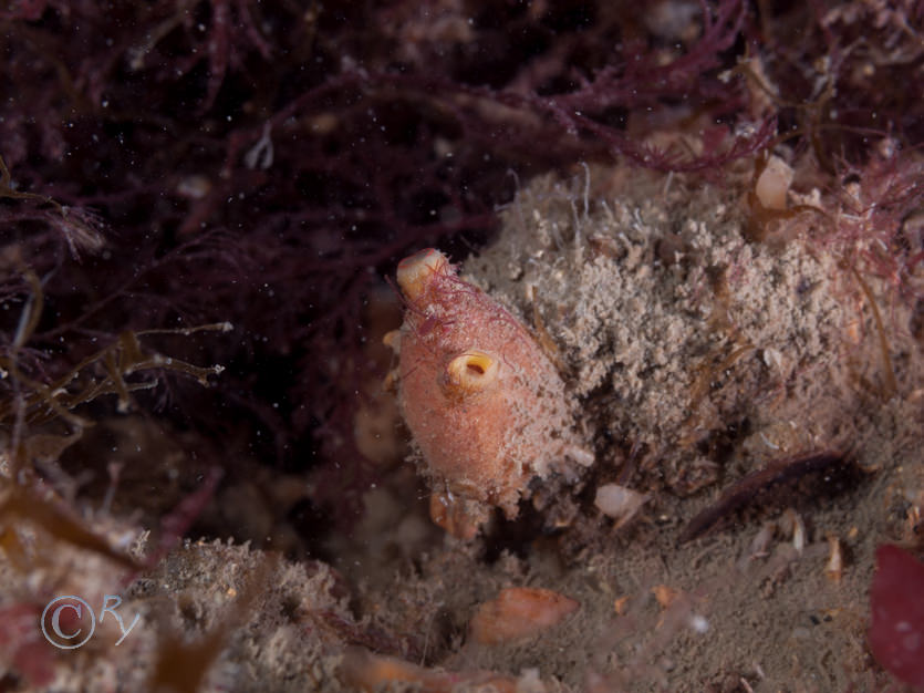 Polycarpa scuba -- teapot sea squirt