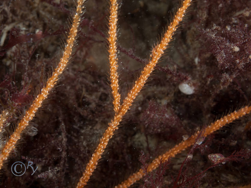 Nemertesia ramosa -- branched antenna hydroid