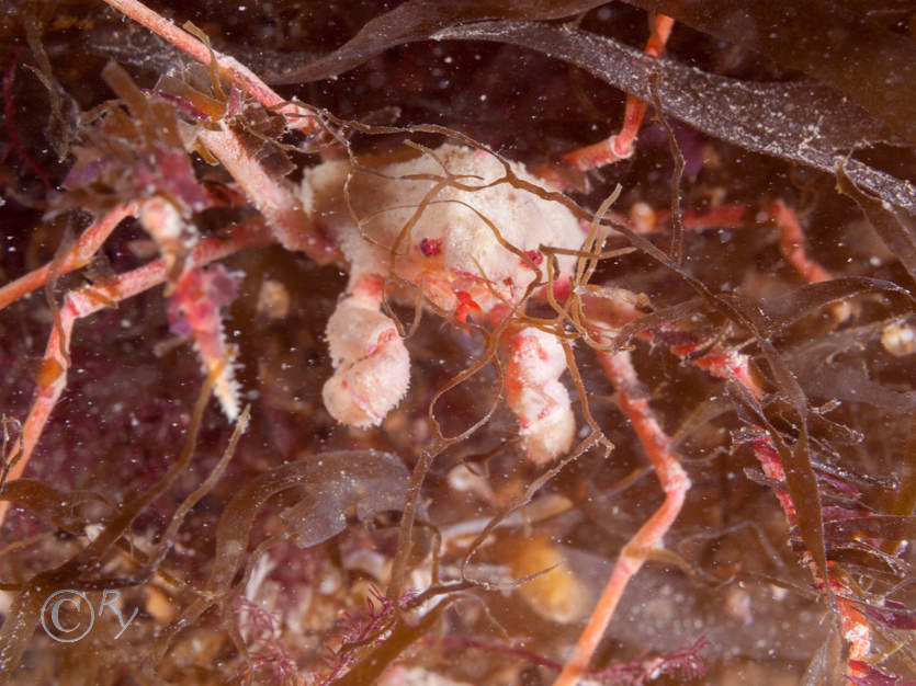 Inachinae -- small spindly or sponges spider crabs- not identified to species