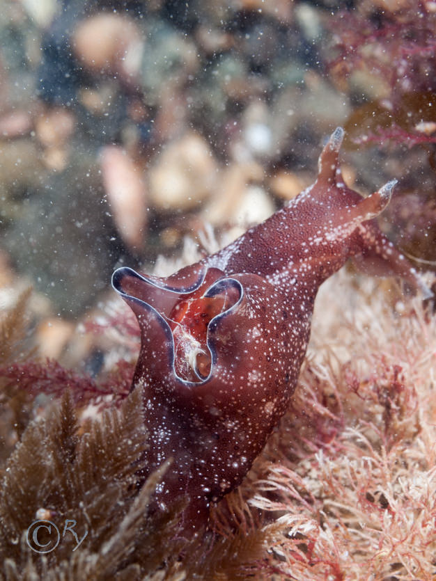 Aplysia punctata -- sea hare