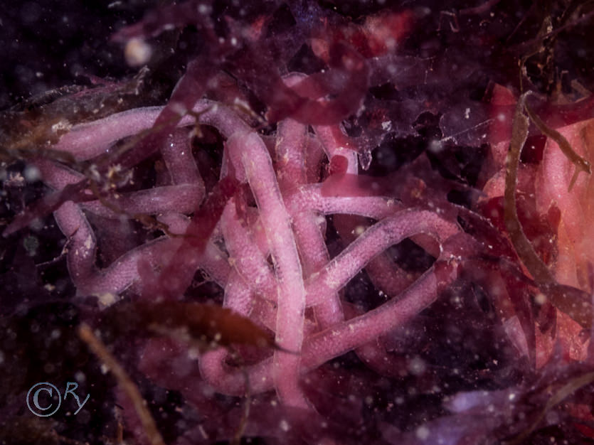 Aplysia punctata -- sea hare, Eggs