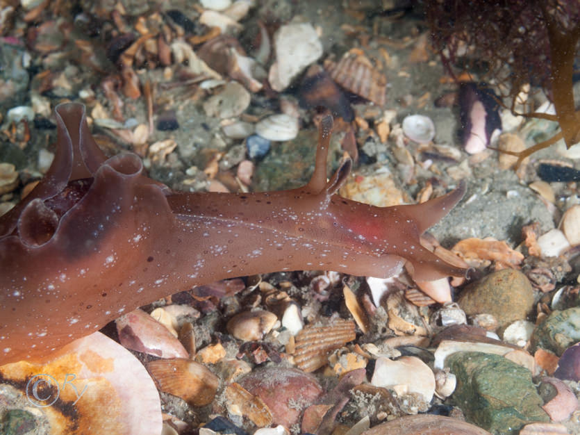 Aplysia punctata -- sea hare