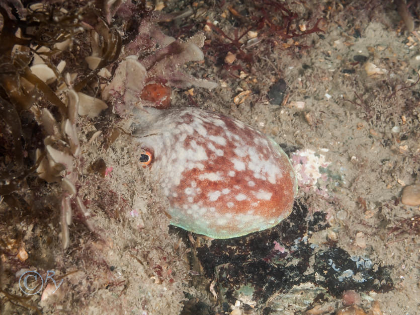 Eledone cirrhosa -- curled octopus  lesser octopus