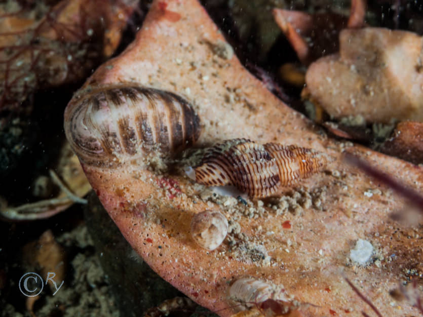 Leptochiton asellus -- small chiton, Ocenebra erinacea -- sting winkle  oyster drill