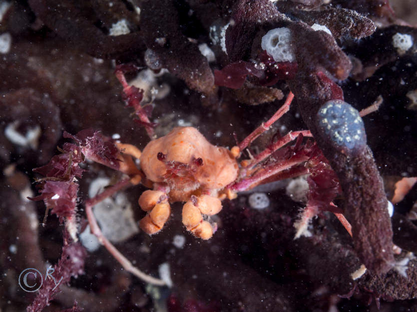 Inachinae -- small spindly or sponges spider crabs- not identified to species