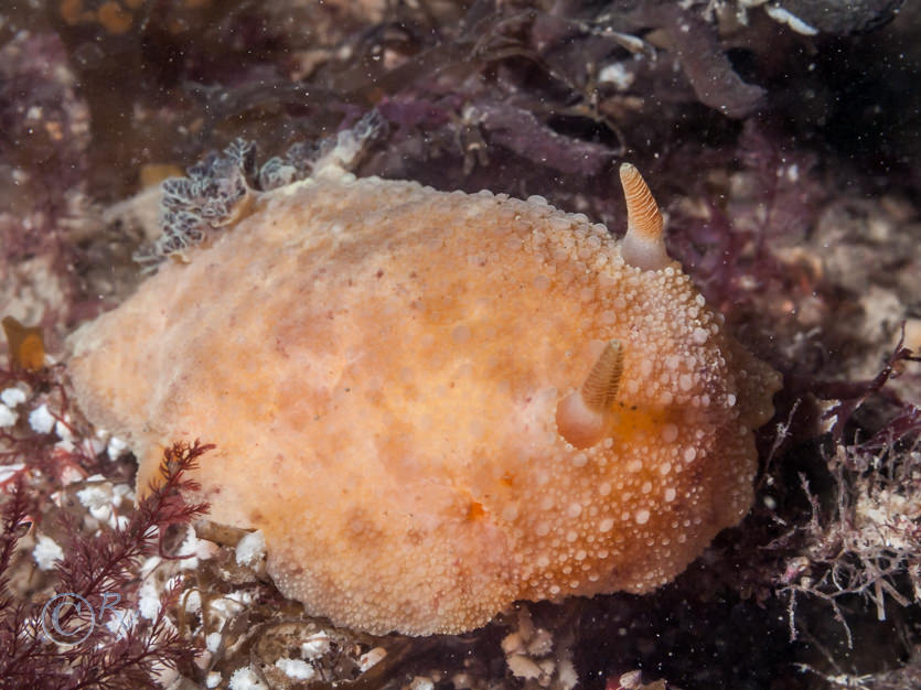 Archidoris pseudoargus -- sea lemon