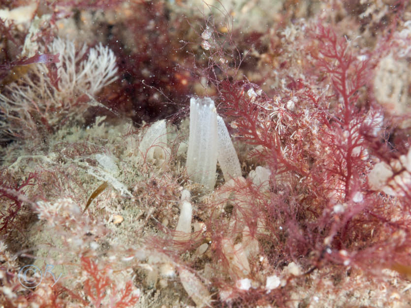 Polymastia penicillus (mamillaris) -- chimney sponge