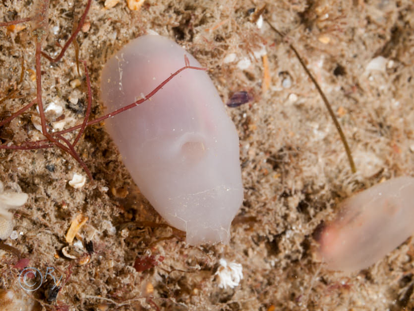 Ascidia virginea -- pink edged sea squirt