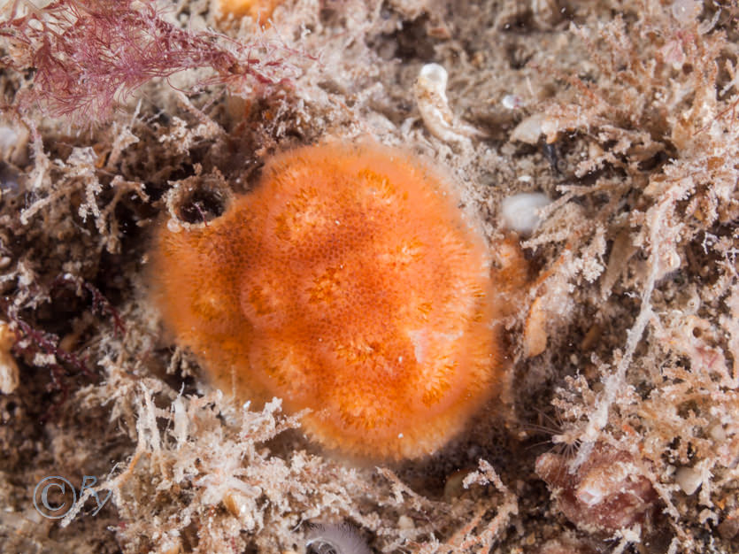 Cellepora pumicosa -- orange pumice bryozoan