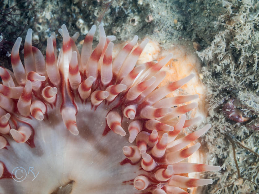 Urticina felina -- dahlia anemone